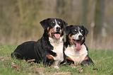 BOUVIER D'APPENZELL 049